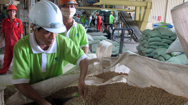 Thức ăn chăn nuôi ngậm đầy hóa chất nguy hại