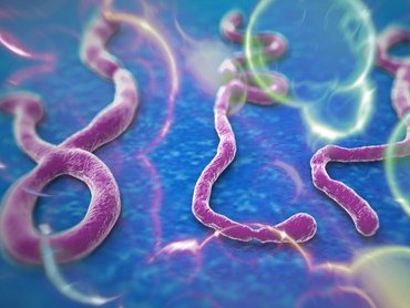 WHO Nguy cơ dịch Ebola vào Việt Nam rất thấp