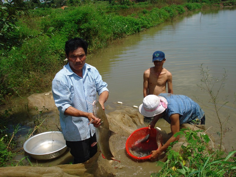  Ông Nguyễn Văn Cường ở Thôn 5, xã Hòa Phú nuôi cá Lăng có thu nhập trên 300 triệu đồng/năm.