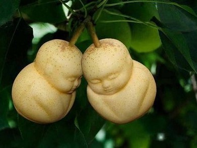 Những quả lê hình người tại Trung Quốc