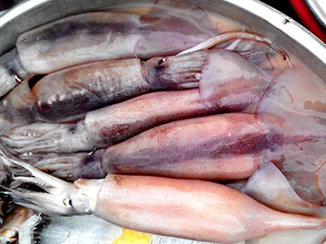 Hé lộ nguồn gốc bất ngờ của mực lạ giá siêu rẻ