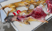 Ăn thịt thú rừng, cẩn thận virus Ebola ăn lại bạn