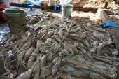 Mực thối nhập 15 000 đồng kg ngâm hóa chất bán 60 000 kg tại Hà Nội
