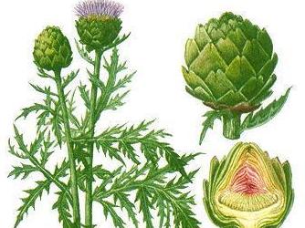 12 loại thực phẩm sát khuẩn cực tốt cho cơ thể