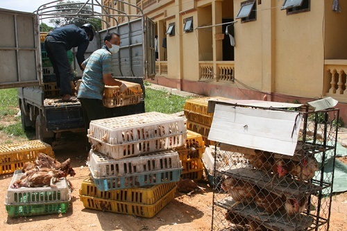 Gà vứt thùng rác của Trung Quốc về Việt Nam thành gà ta xịn