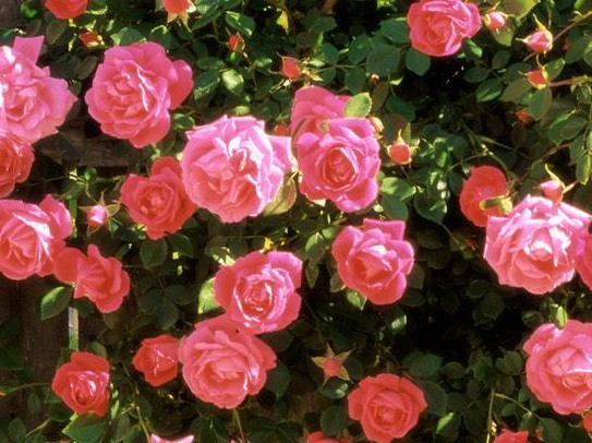 Thương quá em tôi