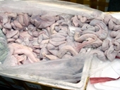 Bắt nửa tấn tràng lợn thối bán cho nhà hàng ở Hà Nội