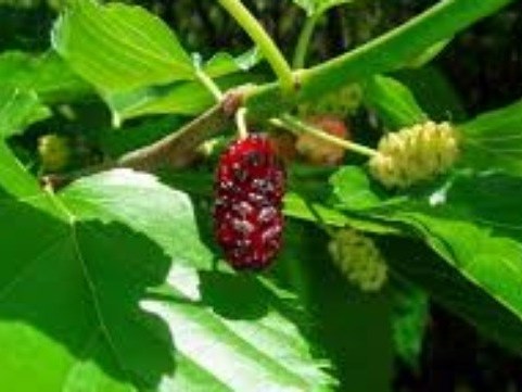 Chữa đau mắt đỏ nhanh Những bài thuốc nam dễ tìm