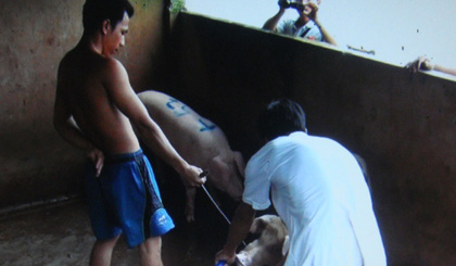 Điều tra, làm rõ vụ việc bơm nước vào heo thịt