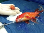 Bác sỹ gây sốc khi quyết định phẫu thuật khối u cho cá vàng