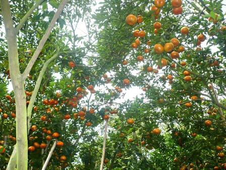 Lừa đảo bán quýt hồng, lãnh án 18 tháng tù giam