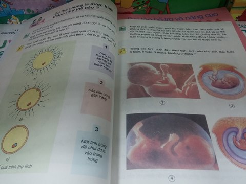 Lớp 5 có cần thuộc lòng về phụ nữ có thai