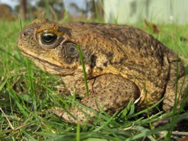 Nọc độc của cóc có khả năng chữa trị ung thư tuyến tiền liệt