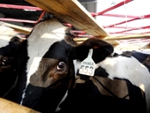 Vinamilk tiếp tục nhập bò sữa mang thai cao sản từ Úc về Việt Nam để tăng nhanh nguồn cung sữa tươi nguyên liệu