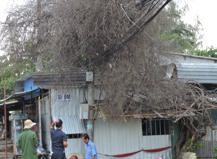 Cây khô đè dây điện