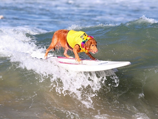 Chó lướt sóng như người