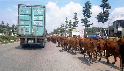 Gia súc thả rông, giao thông trì trệ
