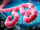 Tìm ra kháng thể mới hiệu quả hơn trong điều trị vi rút Ebola