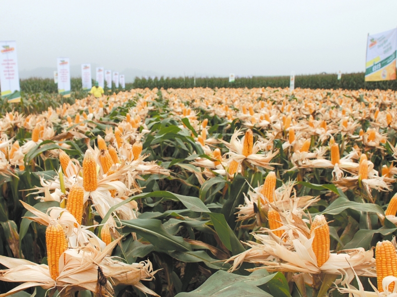 Cây trồng biến đổi gen Nông nghiệp Việt đã  sẵn sàng