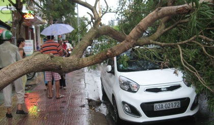 Sau cơn mưa lớn, cây xanh ngã đè ô tô