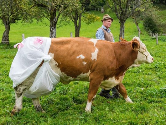 Nông dân đóng bỉm cho bò