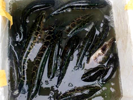 Cá quả Tàu tiêm thuốc mê đổ về chợ