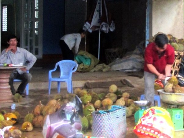 Dân đổ xô trồng sầu riêng vì thương lái TQ thu mua quả non