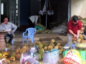 Dân đổ xô trồng sầu riêng vì thương lái TQ thu mua quả non