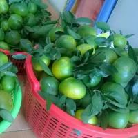 Cam 12 000 đồng kg không hẳn là cam Trung Quốc