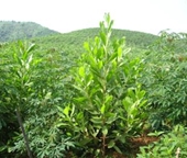 Chặt phá gần 1 000 cây keo lai trong rừng trồng