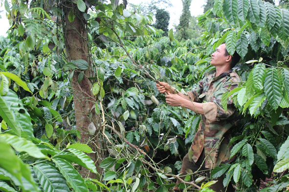 Nóng tình trạng chặt phá tiêu tại xã Hòa Đông