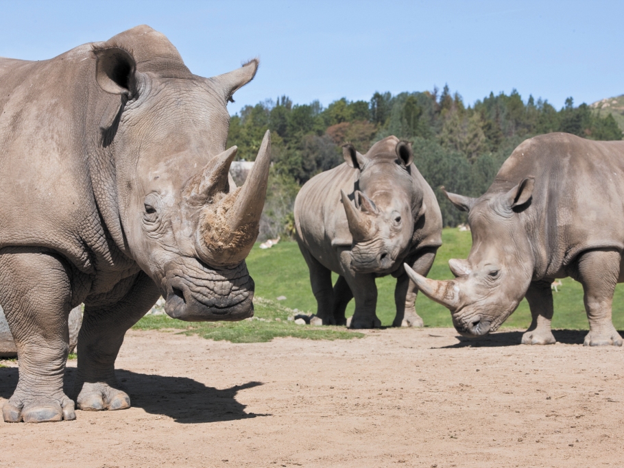 Sừng tê giác không phải là thần dược