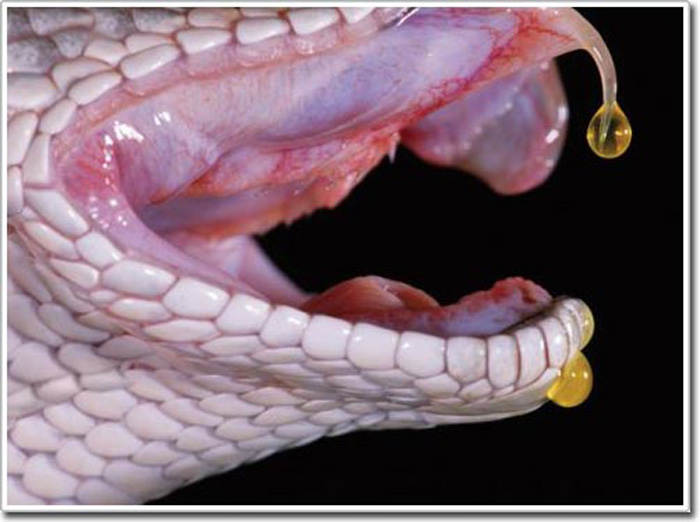 Kinh dị loài rắn biến người lớn thành… đứa trẻ