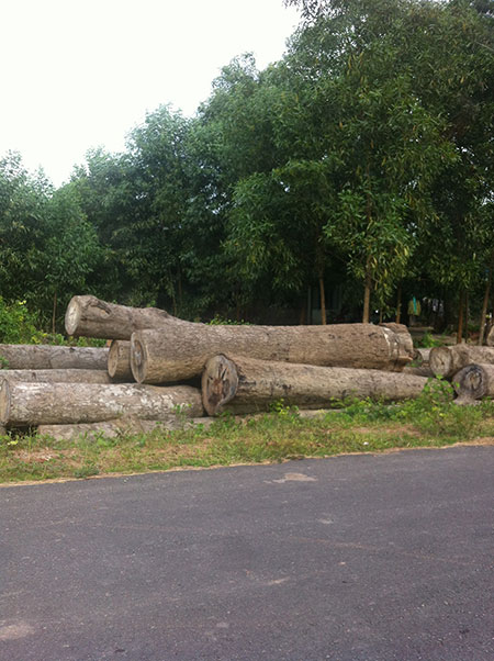 Làm rõ việc khai thác cây rừng còn sót