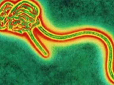 Dịch Ebola sát hại người bệnh khủng khiếp