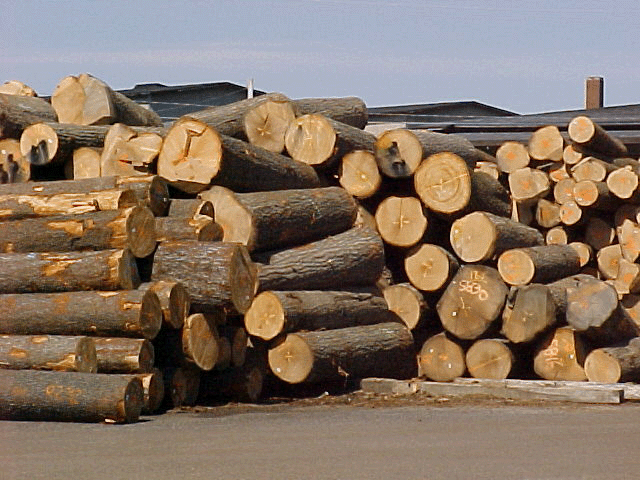 Bắt tạm giam chủ doanh nghiệp gỗ lừa đảo