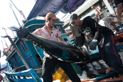 Cá ngừ xuất khẩu sang Mỹ Lao đao vì nhiễm vi sinh