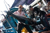 Cá ngừ xuất khẩu sang Mỹ Lao đao vì nhiễm vi sinh