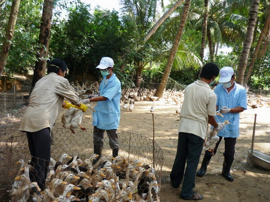 Tăng cường các biện pháp phòng chống bệnh cúm gia cầm trên địa bàn tỉnh