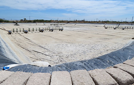 Tôm thẻ chân trắng lại chết hàng loạt