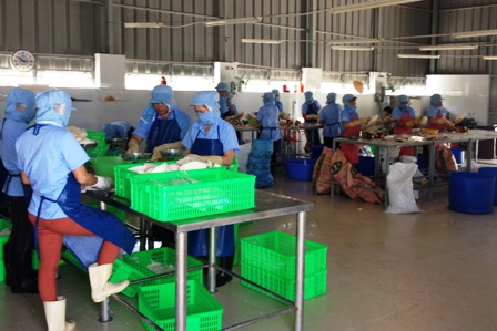 Nâng tầm thương hiệu cho kiệu và khoai môn