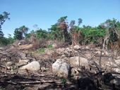 Nóng tình trạng khai thác trái phép rừng phòng hộ