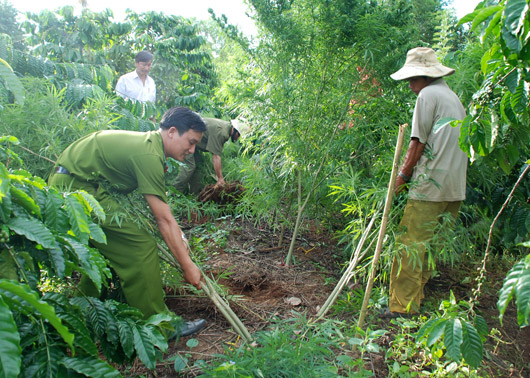 Tình trạng trồng cây cần sa vẫn gia tăng