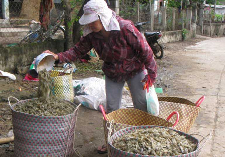 Tôm tít xuất hiện dày ở đầm Ô Loan