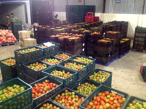 Doanh nghiệp hỗ trợ tiêu thụ 150 tấn cà chua cho bà con nông dân Đà Lạt