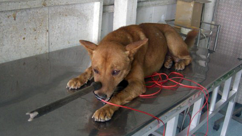 Cả nhà đi  trộm chó