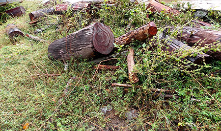 Nóng chuyện lâm tặc nơi khác đến phá rừng