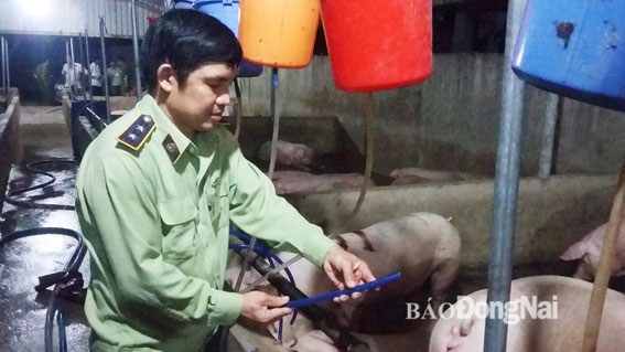 Xử phạt bổ sung hành vi bơm nước vào heo