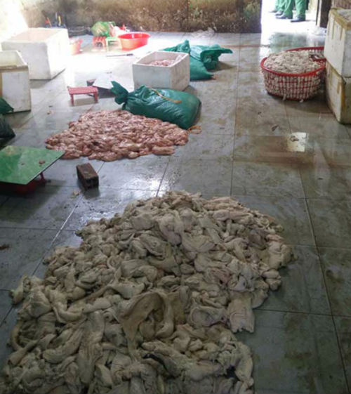 Kinh hoàng hàng tấn mỡ lợn thối làm dầu ăn và tóp mỡ