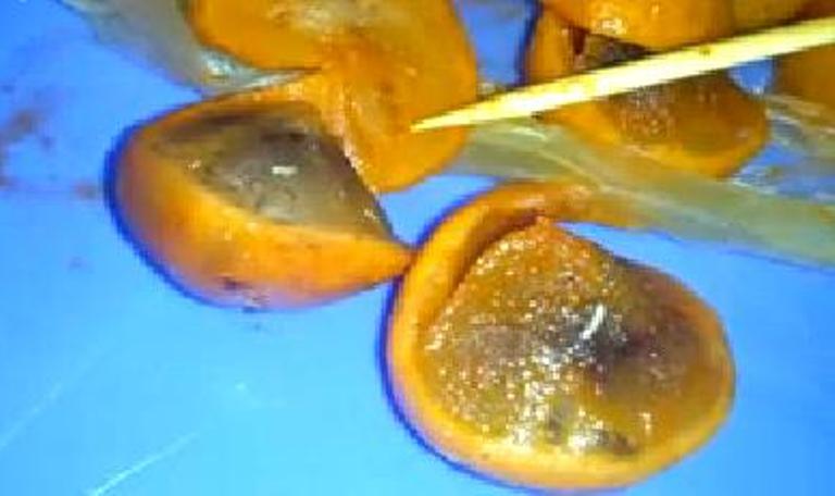 Giòi bò lúc nhúc trong đặc sản sấu dầm Ăn vào có làm sao không